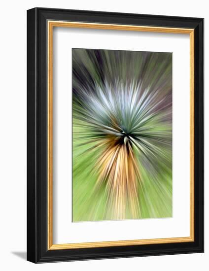 Mountain Yucca-Douglas Taylor-Framed Photographic Print