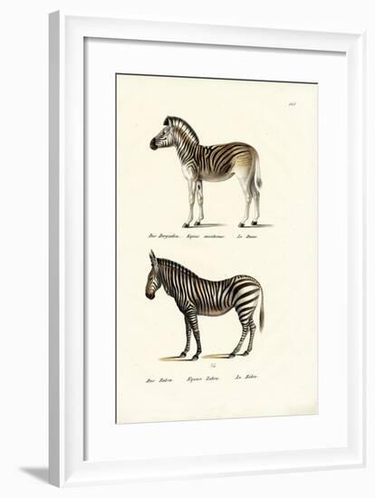 Mountain Zebra, 1824-Karl Joseph Brodtmann-Framed Giclee Print