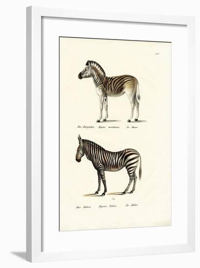 Mountain Zebra, 1824-Karl Joseph Brodtmann-Framed Giclee Print