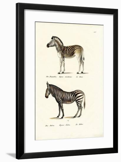 Mountain Zebra, 1824-Karl Joseph Brodtmann-Framed Giclee Print