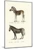 Mountain Zebra, 1824-Karl Joseph Brodtmann-Mounted Giclee Print