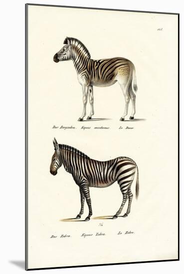 Mountain Zebra, 1824-Karl Joseph Brodtmann-Mounted Giclee Print