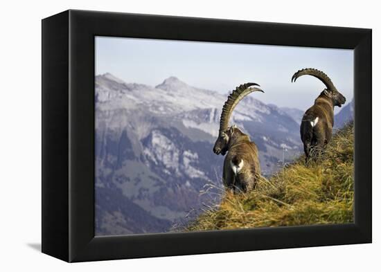 Mountains, Alpine Ibexes, Capra Ibex Ibex, View from Behind, Series-Ronald Wittek-Framed Premier Image Canvas