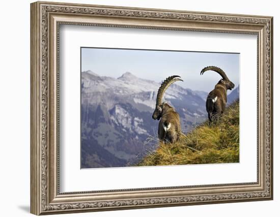 Mountains, Alpine Ibexes, Capra Ibex Ibex, View from Behind, Series-Ronald Wittek-Framed Photographic Print