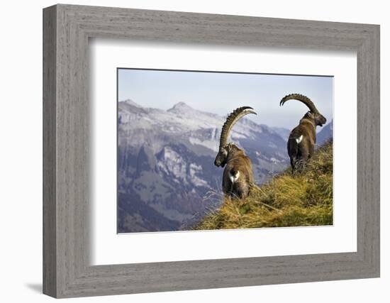 Mountains, Alpine Ibexes, Capra Ibex Ibex, View from Behind, Series-Ronald Wittek-Framed Photographic Print