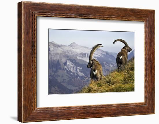 Mountains, Alpine Ibexes, Capra Ibex Ibex, View from Behind, Series-Ronald Wittek-Framed Photographic Print