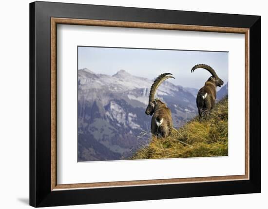 Mountains, Alpine Ibexes, Capra Ibex Ibex, View from Behind, Series-Ronald Wittek-Framed Photographic Print