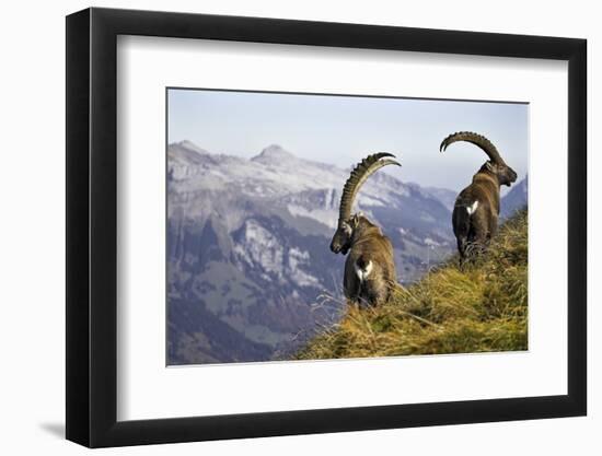 Mountains, Alpine Ibexes, Capra Ibex Ibex, View from Behind, Series-Ronald Wittek-Framed Photographic Print