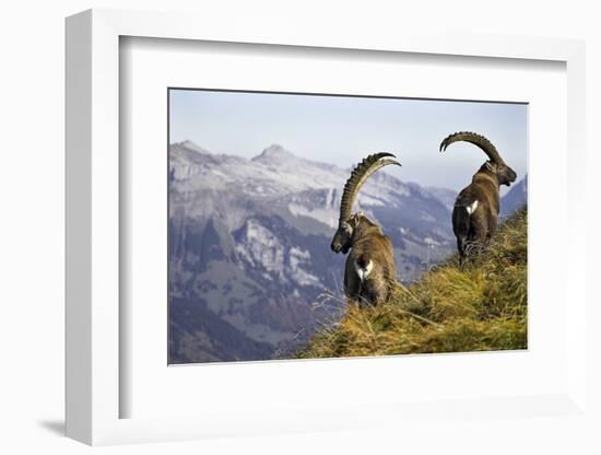 Mountains, Alpine Ibexes, Capra Ibex Ibex, View from Behind, Series-Ronald Wittek-Framed Photographic Print