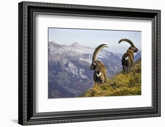 Mountains, Alpine Ibexes, Capra Ibex Ibex, View from Behind, Series-Ronald Wittek-Framed Photographic Print