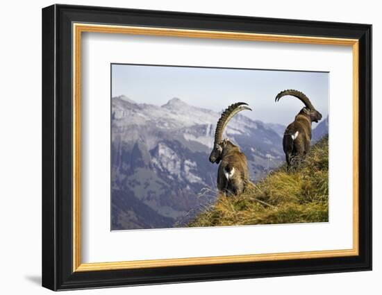 Mountains, Alpine Ibexes, Capra Ibex Ibex, View from Behind, Series-Ronald Wittek-Framed Photographic Print