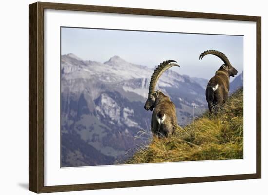 Mountains, Alpine Ibexes, Capra Ibex Ibex, View from Behind, Series-Ronald Wittek-Framed Photographic Print