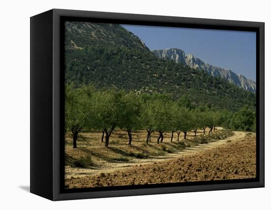 Mountains and Olive Trees, Near Velez Blanco, Almeria, Andalucia, Spain-Michael Busselle-Framed Premier Image Canvas