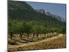 Mountains and Olive Trees, Near Velez Blanco, Almeria, Andalucia, Spain-Michael Busselle-Mounted Photographic Print
