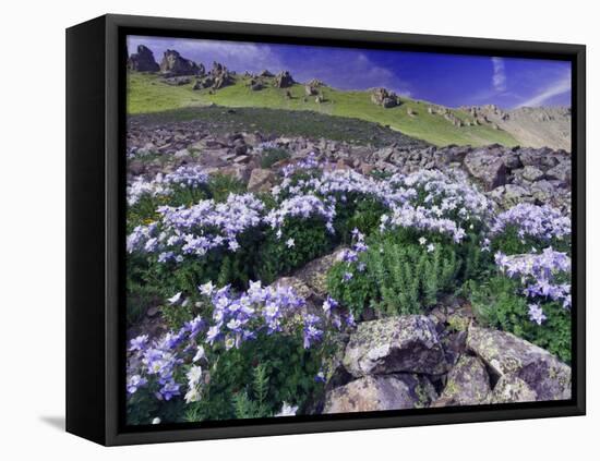 Mountains and Wildflowers, Ouray, San Juan Mountains, Rocky Mountains, Colorado, USA-Rolf Nussbaumer-Framed Premier Image Canvas