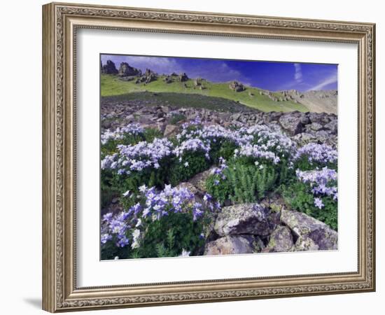 Mountains and Wildflowers, Ouray, San Juan Mountains, Rocky Mountains, Colorado, USA-Rolf Nussbaumer-Framed Photographic Print