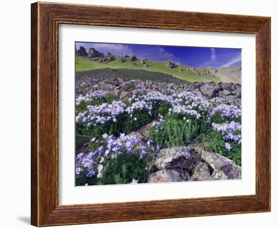 Mountains and Wildflowers, Ouray, San Juan Mountains, Rocky Mountains, Colorado, USA-Rolf Nussbaumer-Framed Photographic Print