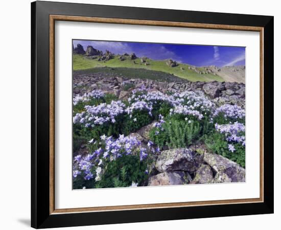 Mountains and Wildflowers, Ouray, San Juan Mountains, Rocky Mountains, Colorado, USA-Rolf Nussbaumer-Framed Photographic Print