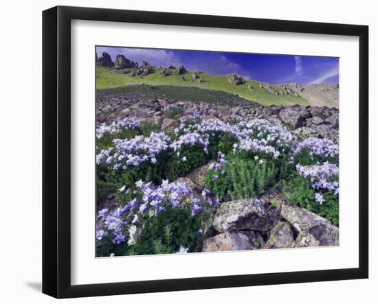 Mountains and Wildflowers, Ouray, San Juan Mountains, Rocky Mountains, Colorado, USA-Rolf Nussbaumer-Framed Photographic Print
