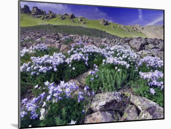 Mountains and Wildflowers, Ouray, San Juan Mountains, Rocky Mountains, Colorado, USA-Rolf Nussbaumer-Mounted Photographic Print