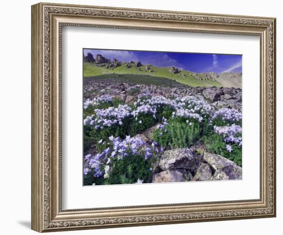 Mountains and Wildflowers, Ouray, San Juan Mountains, Rocky Mountains, Colorado, USA-Rolf Nussbaumer-Framed Photographic Print