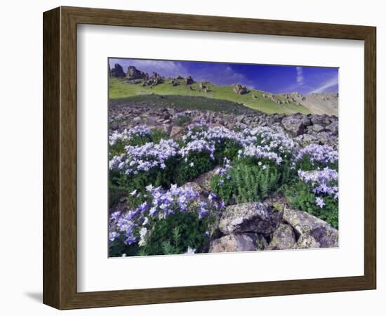 Mountains and Wildflowers, Ouray, San Juan Mountains, Rocky Mountains, Colorado, USA-Rolf Nussbaumer-Framed Photographic Print