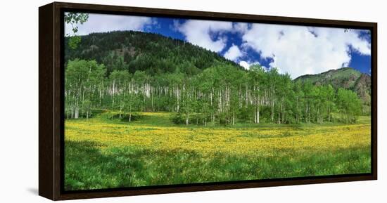 Mountains behind field of wildflowers and aspen trees, Aspen, Colorado, USA-Panoramic Images-Framed Premier Image Canvas