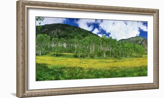 Mountains behind field of wildflowers and aspen trees, Aspen, Colorado, USA-Panoramic Images-Framed Photographic Print