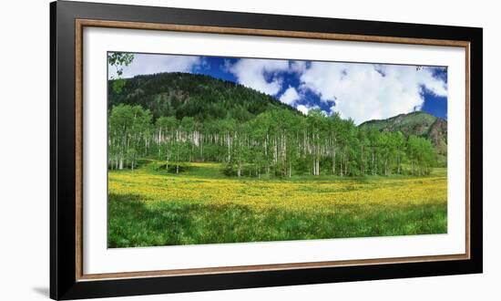 Mountains behind field of wildflowers and aspen trees, Aspen, Colorado, USA-Panoramic Images-Framed Photographic Print