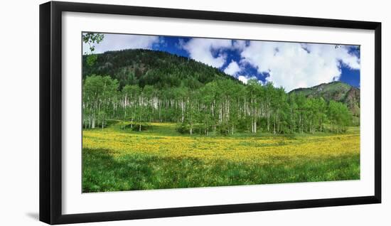 Mountains behind field of wildflowers and aspen trees, Aspen, Colorado, USA-Panoramic Images-Framed Photographic Print