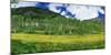 Mountains behind field of wildflowers and aspen trees, Aspen, Colorado, USA-Panoramic Images-Mounted Photographic Print