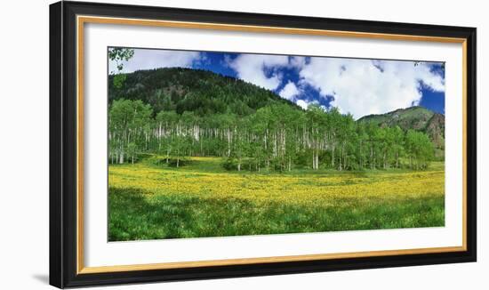 Mountains behind field of wildflowers and aspen trees, Aspen, Colorado, USA-Panoramic Images-Framed Photographic Print