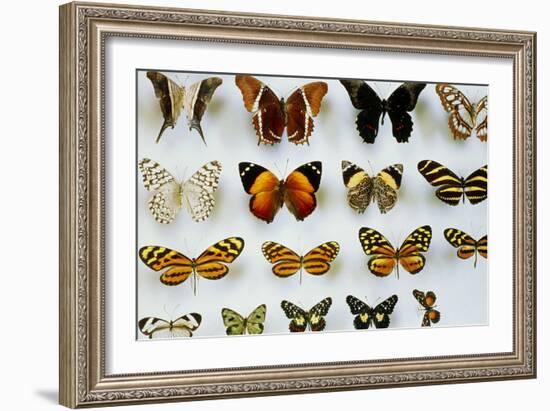 Mounted Butterflies-Alan Sirulnikoff-Framed Photographic Print