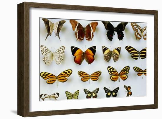 Mounted Butterflies-Alan Sirulnikoff-Framed Photographic Print