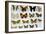 Mounted Butterflies-Alan Sirulnikoff-Framed Photographic Print