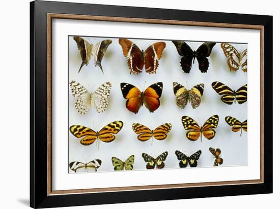 Mounted Butterflies-Alan Sirulnikoff-Framed Photographic Print