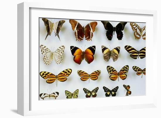 Mounted Butterflies-Alan Sirulnikoff-Framed Photographic Print