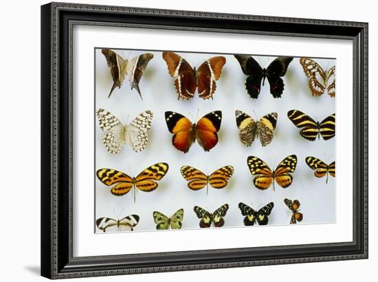 Mounted Butterflies-Alan Sirulnikoff-Framed Photographic Print