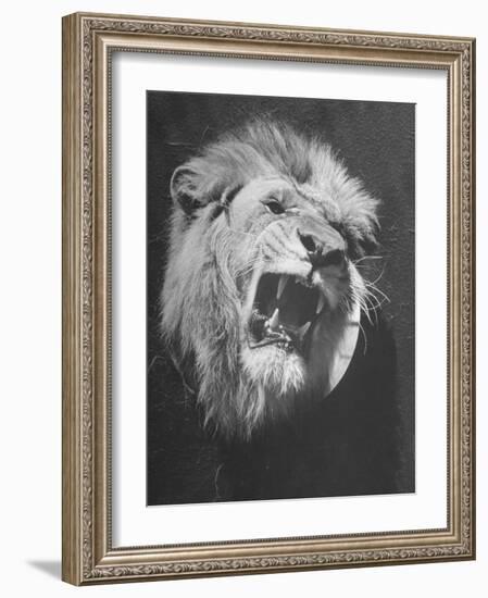 Mounted Head of the MGM Movie Studio Trademark-Walter Sanders-Framed Photographic Print