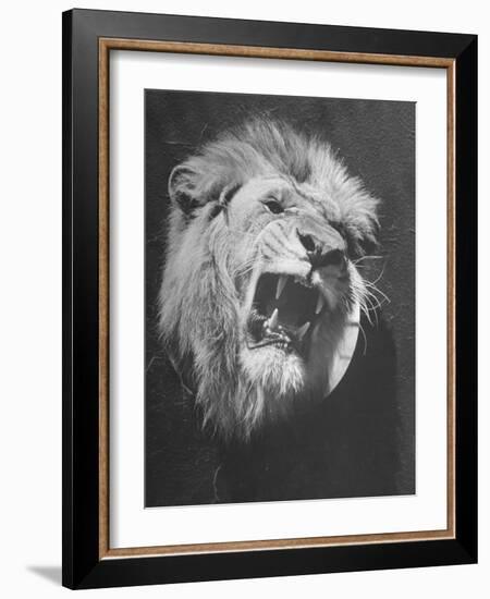 Mounted Head of the MGM Movie Studio Trademark-Walter Sanders-Framed Photographic Print