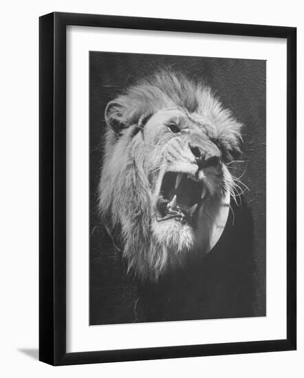 Mounted Head of the MGM Movie Studio Trademark-Walter Sanders-Framed Photographic Print