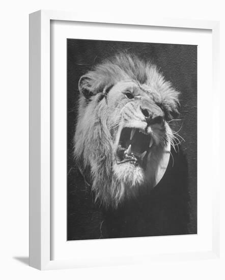 Mounted Head of the MGM Movie Studio Trademark-Walter Sanders-Framed Photographic Print