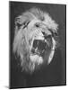 Mounted Head of the MGM Movie Studio Trademark-Walter Sanders-Mounted Photographic Print