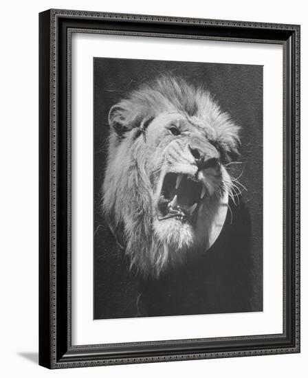 Mounted Head of the MGM Movie Studio Trademark-Walter Sanders-Framed Photographic Print