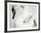 Mounted Swan-J. James-Framed Photographic Print