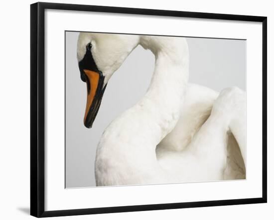 Mounted Swan-J. James-Framed Photographic Print