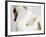 Mounted Swan-J. James-Framed Photographic Print