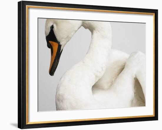 Mounted Swan-J. James-Framed Photographic Print