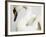 Mounted Swan-J. James-Framed Photographic Print