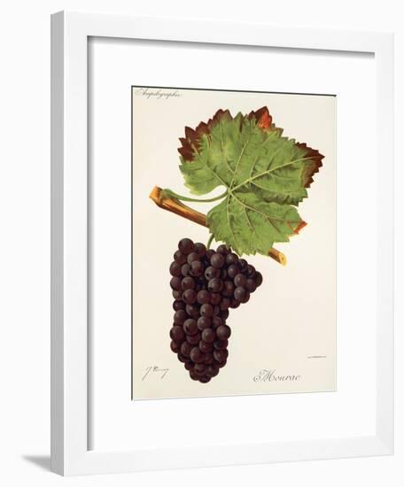 Mourac Grape-J. Troncy-Framed Giclee Print